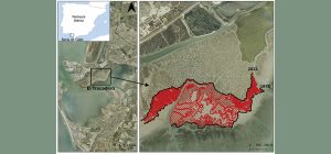 Investigadores de la UCA constatan el retroceso de las marismas de la Bahía de Cádiz tras analiza...